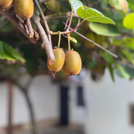 Design Penthouse Im Schlossareal * Deidesheim