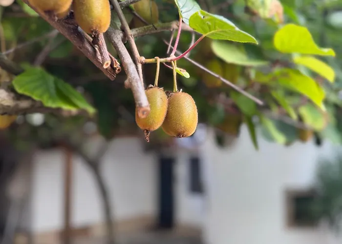 Design Penthouse Im Schlossareal * Deidesheim